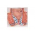 model hemoroidów - 3b smart anatomy - 1000315 [k27] 3b scientific modele anatomiczne 6